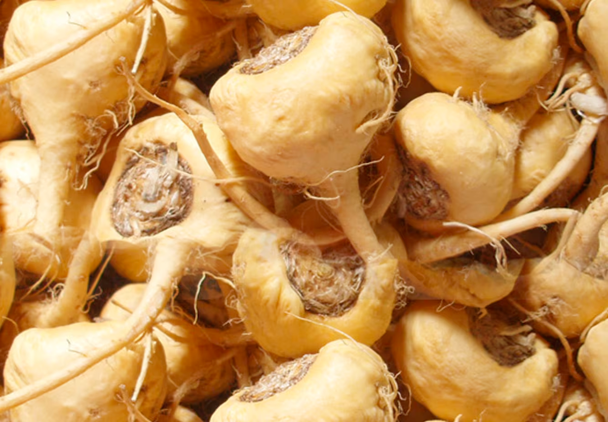 advertorial-ing-ginger-root.png