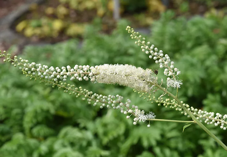 advertorial-ing-black-cohosh.png