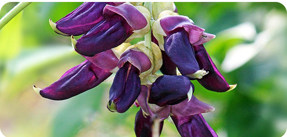 Gleefull Supplements image