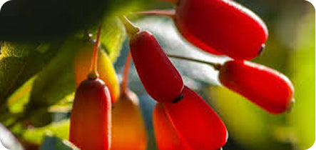 Red berries hanging from a branch with green leaves