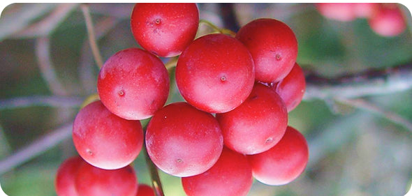 Gleefull Supplements image