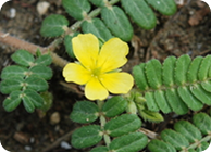 Tribulus Terrestris