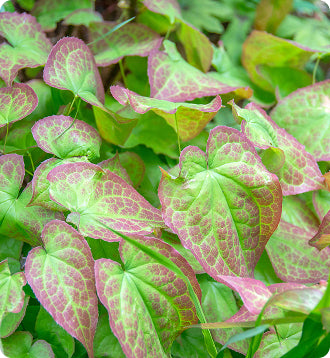 _Over 30 Hormone Support_