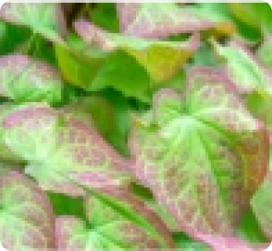Horny Goat Weed (Yin Yang Huo)